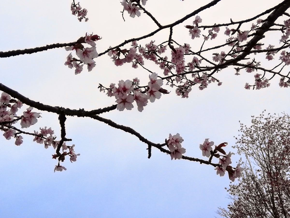 f:id:gossy54200:20210516200236j:plain