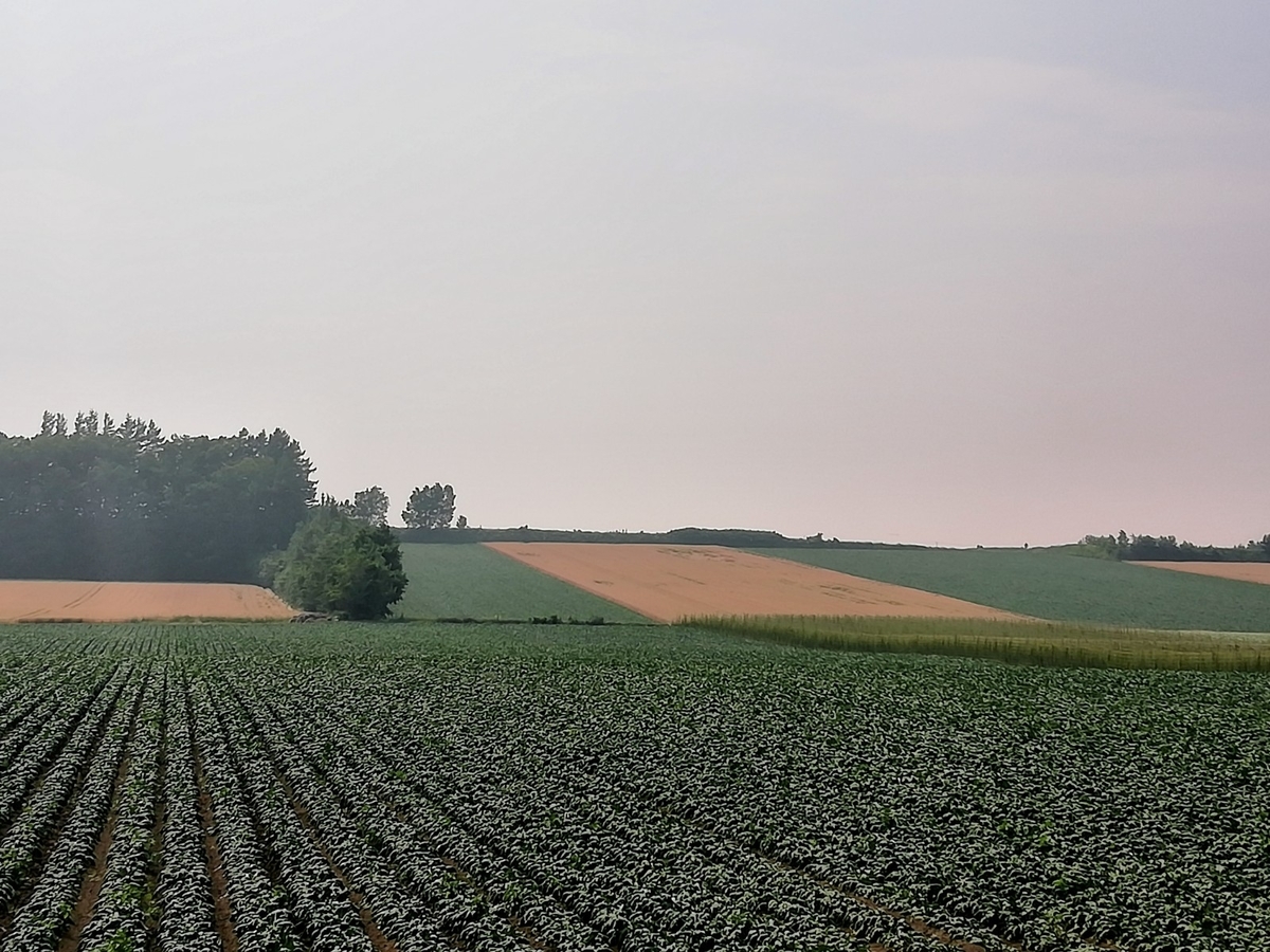 f:id:gossy54200:20210730212157j:plain