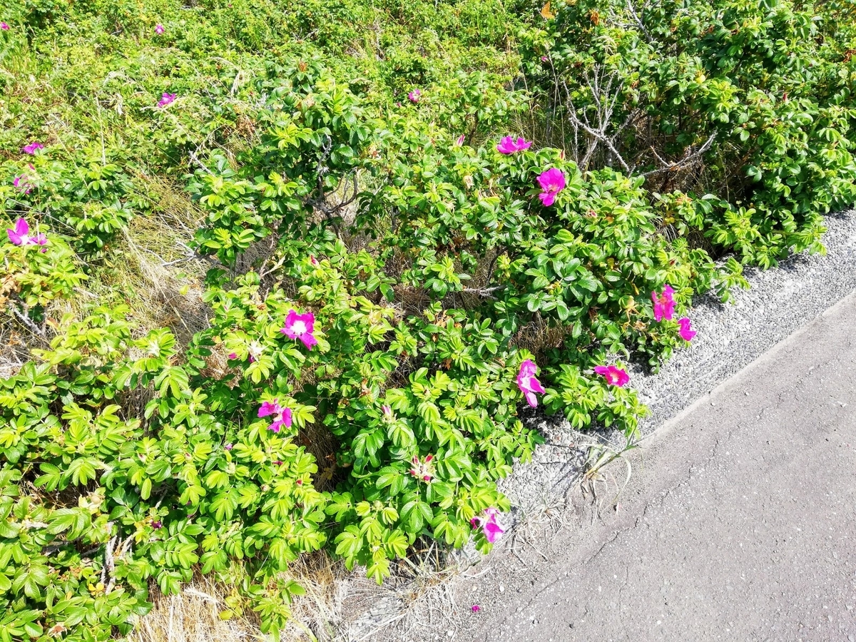 f:id:gossy54200:20210731155349j:plain
