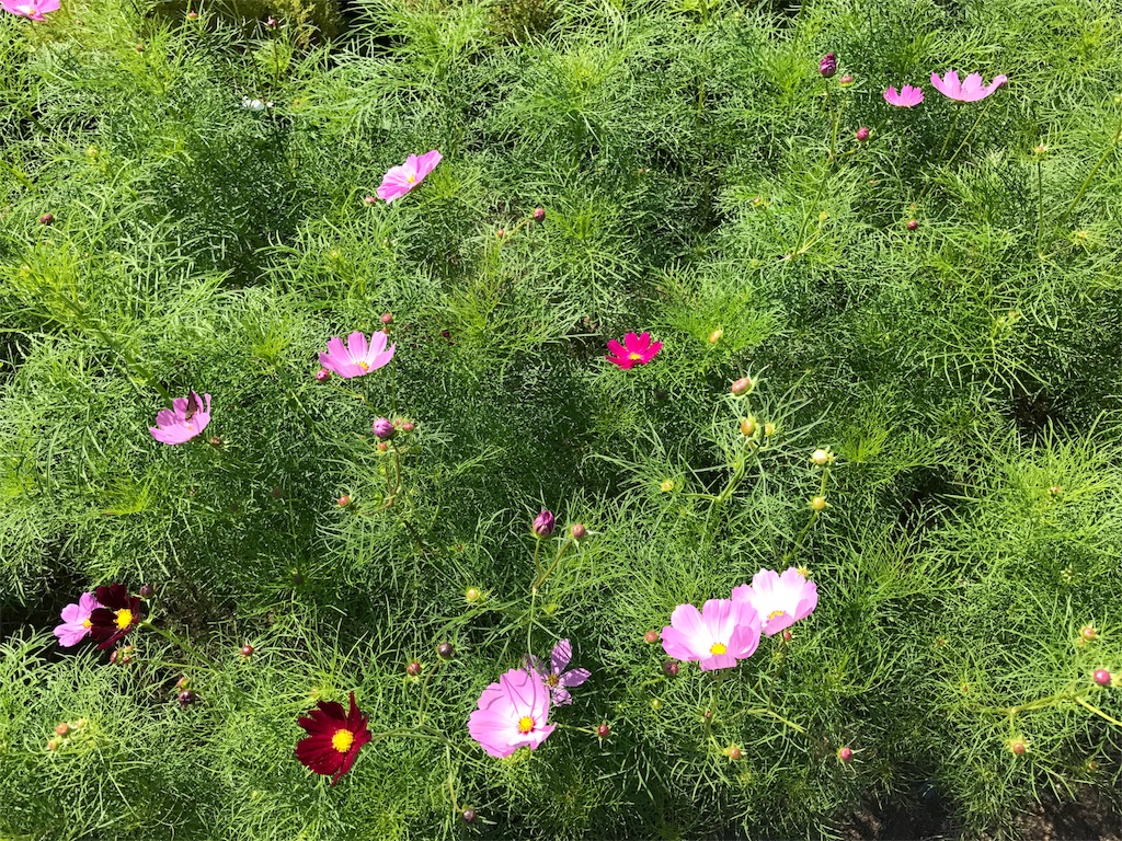 f:id:gossyan510:20170924184537j:image