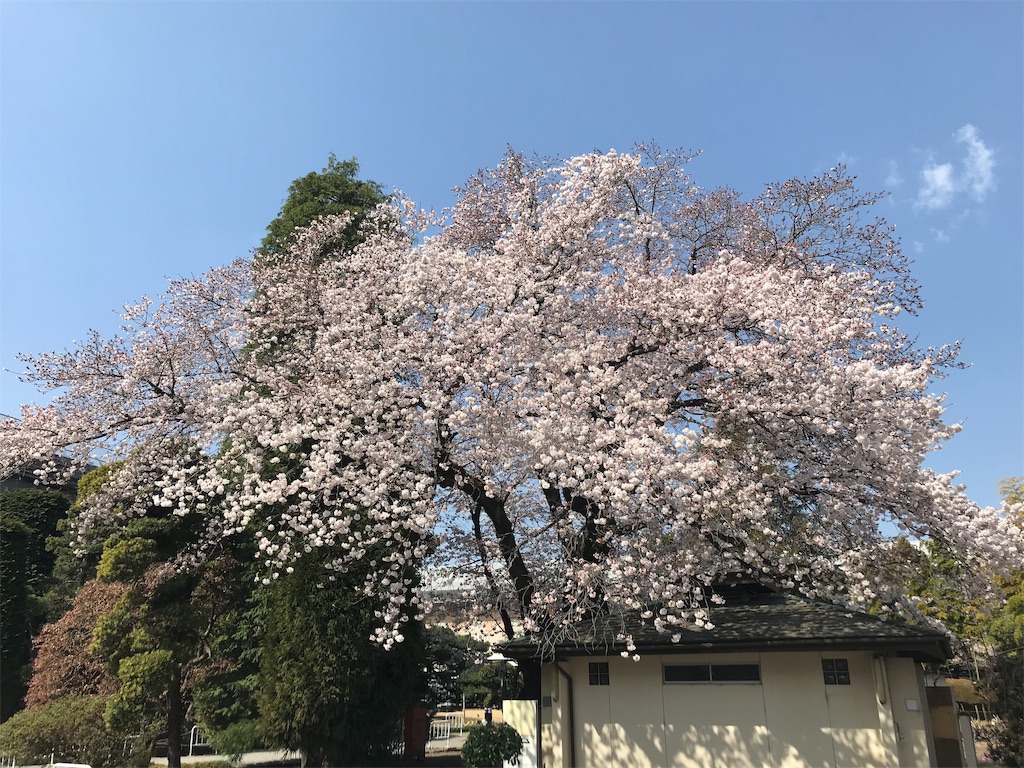 f:id:gossyan510:20190406202449j:image