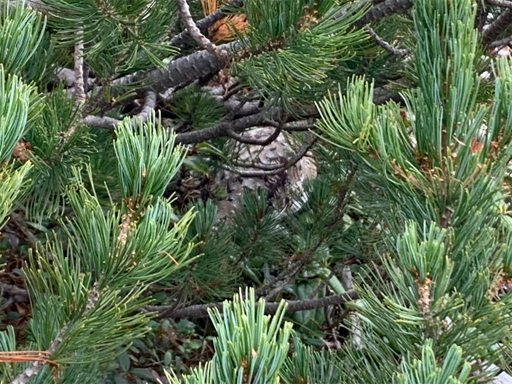 f:id:gossyan510:20201005041538j:image