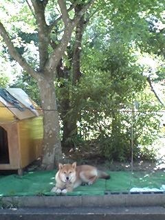 f:id:gotan:20090808133658j:image