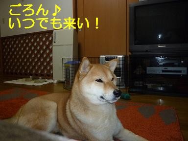f:id:gotan:20110204171019j:image