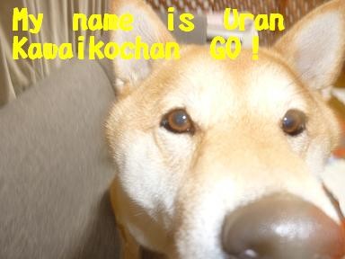 f:id:gotan:20110218213236j:image