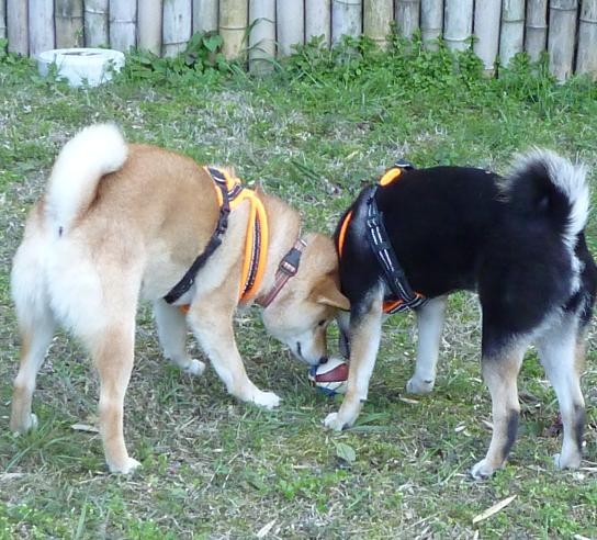 f:id:gotan:20110330233034j:image
