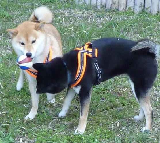 f:id:gotan:20110330233035j:image