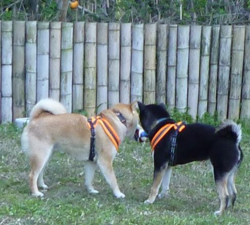 f:id:gotan:20110330233036j:image