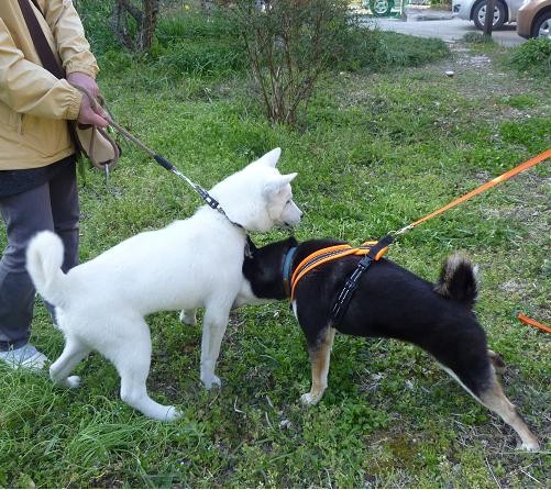 f:id:gotan:20110330233354j:image