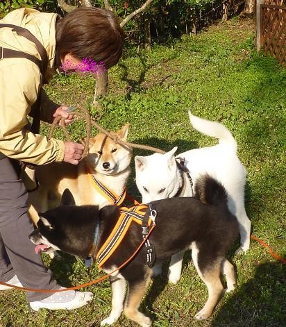 f:id:gotan:20110331000229j:image