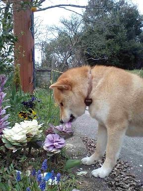 f:id:gotan:20110403145058j:image