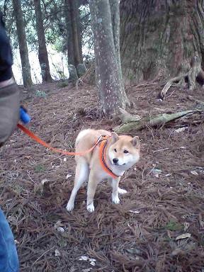 f:id:gotan:20110403150604j:image