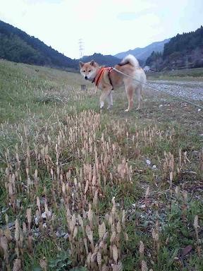 f:id:gotan:20110403150919j:image