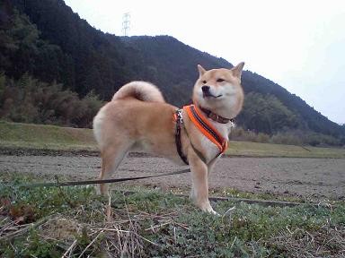 f:id:gotan:20110403150920j:image