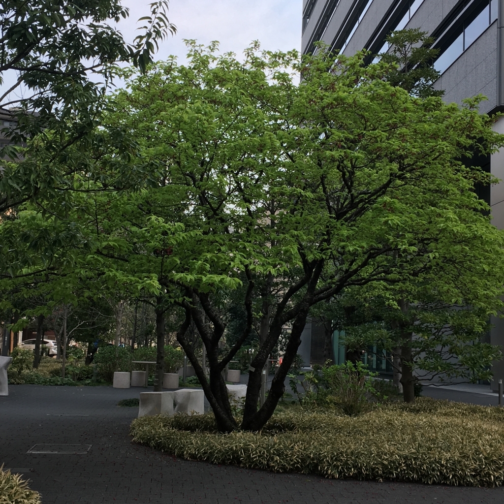 f:id:gotanda-kikou:20180328195633j:plain