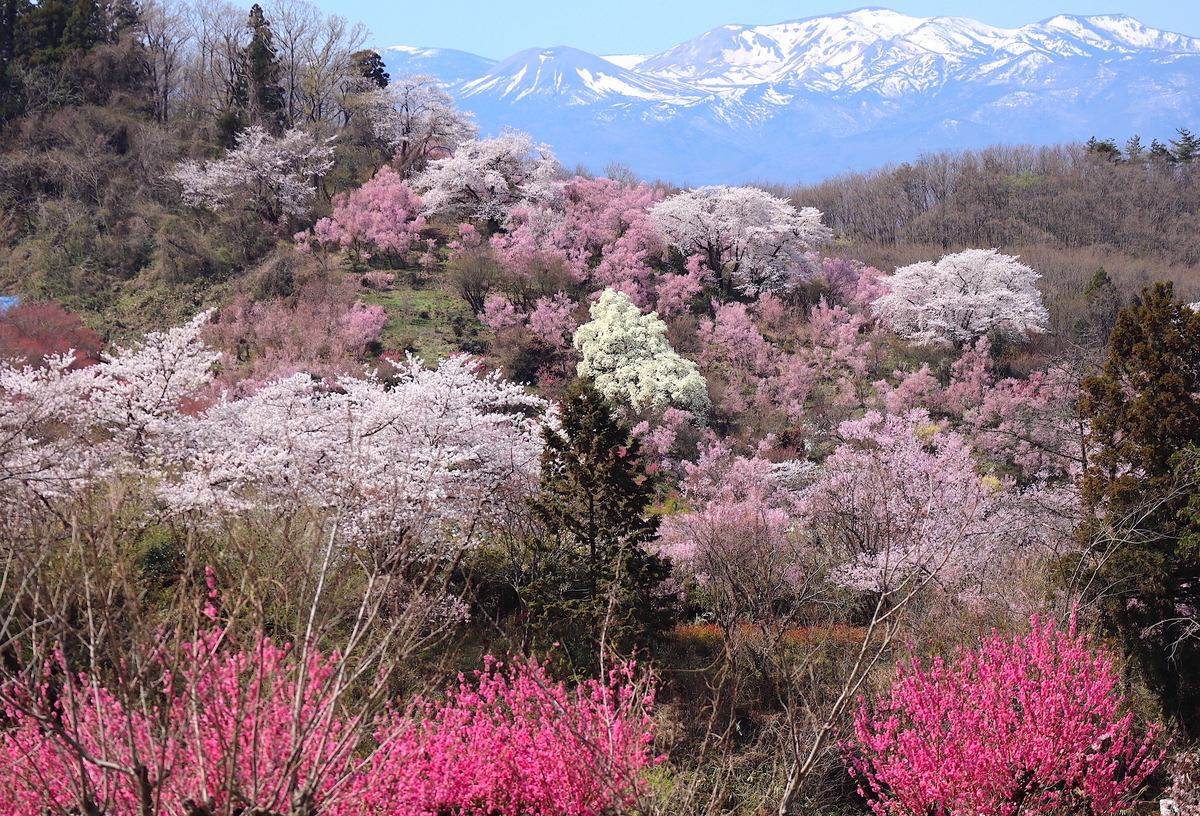 信州産　お花 多彩な桜と春の花々が咲き競う“福島の桃源郷”「花見山」（福島県福島市