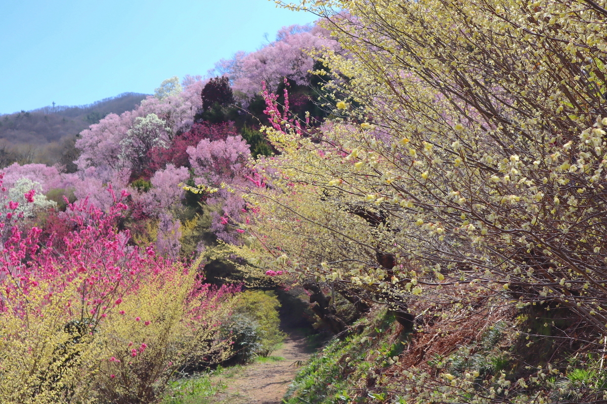 多彩な桜と春の花々が咲き競う“福島の桃源郷”「花見山」（福島県福島市