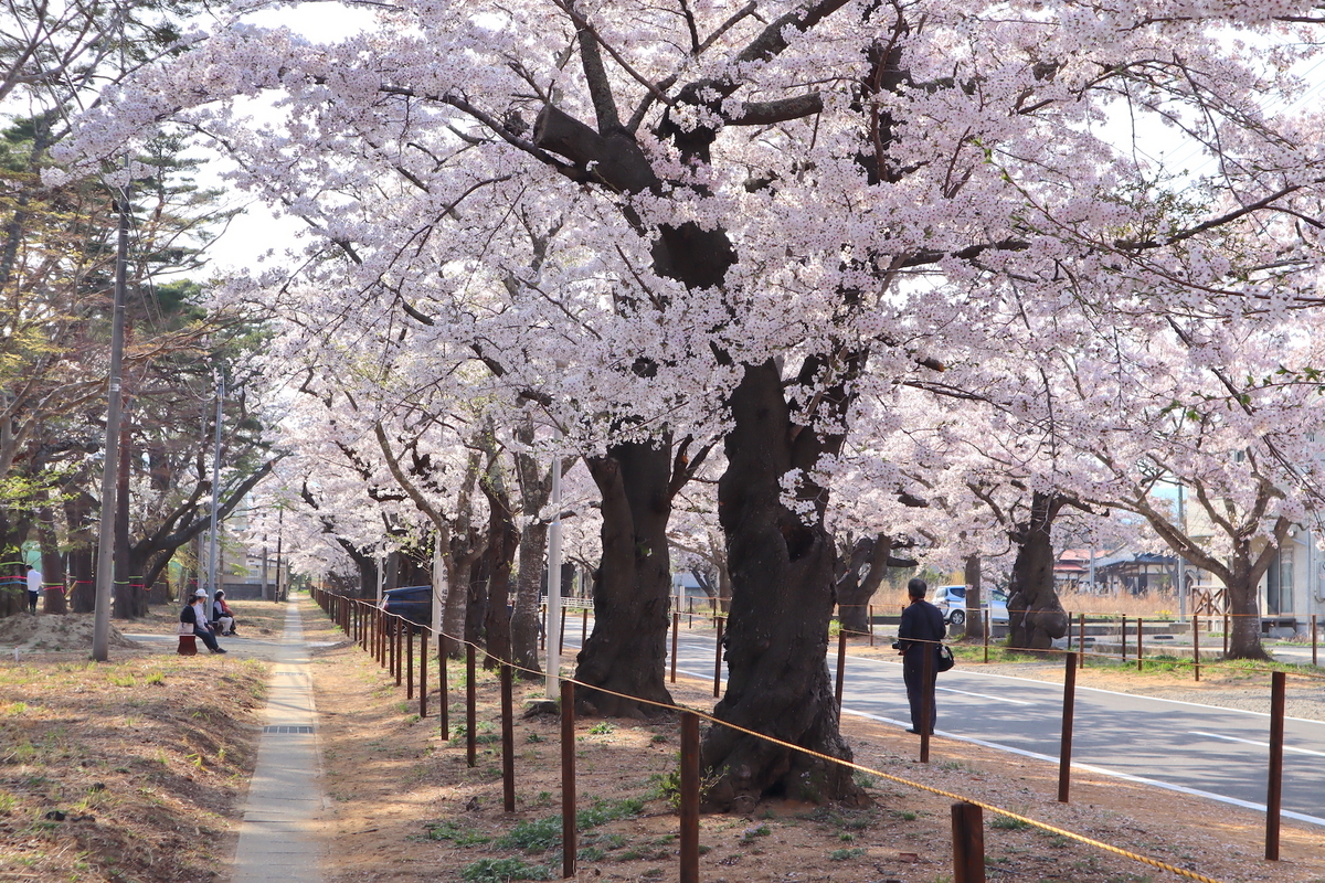 原発事故を乗り越えて美しく咲き誇る「夜の森の桜並木」(福島県富岡町) - ふくしま桜旅