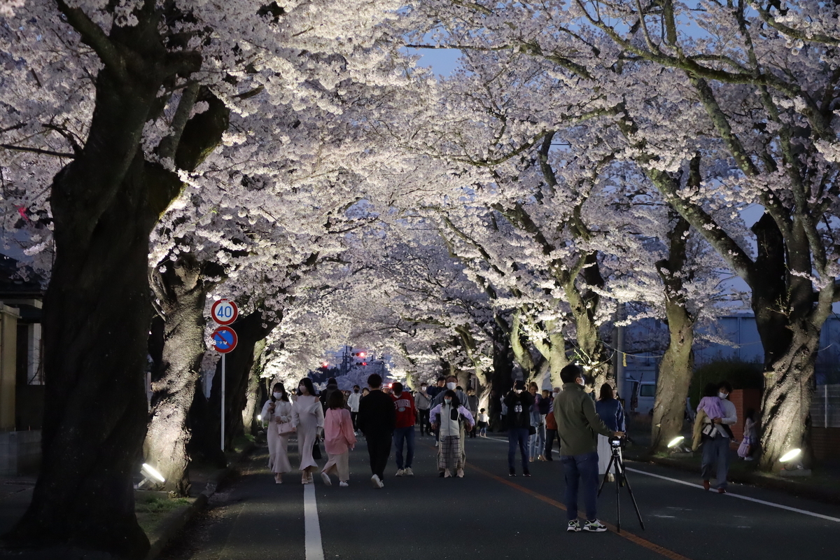 原発事故を乗り越えて美しく咲き誇る「夜の森の桜並木」(福島県富岡町) - ふくしま桜旅