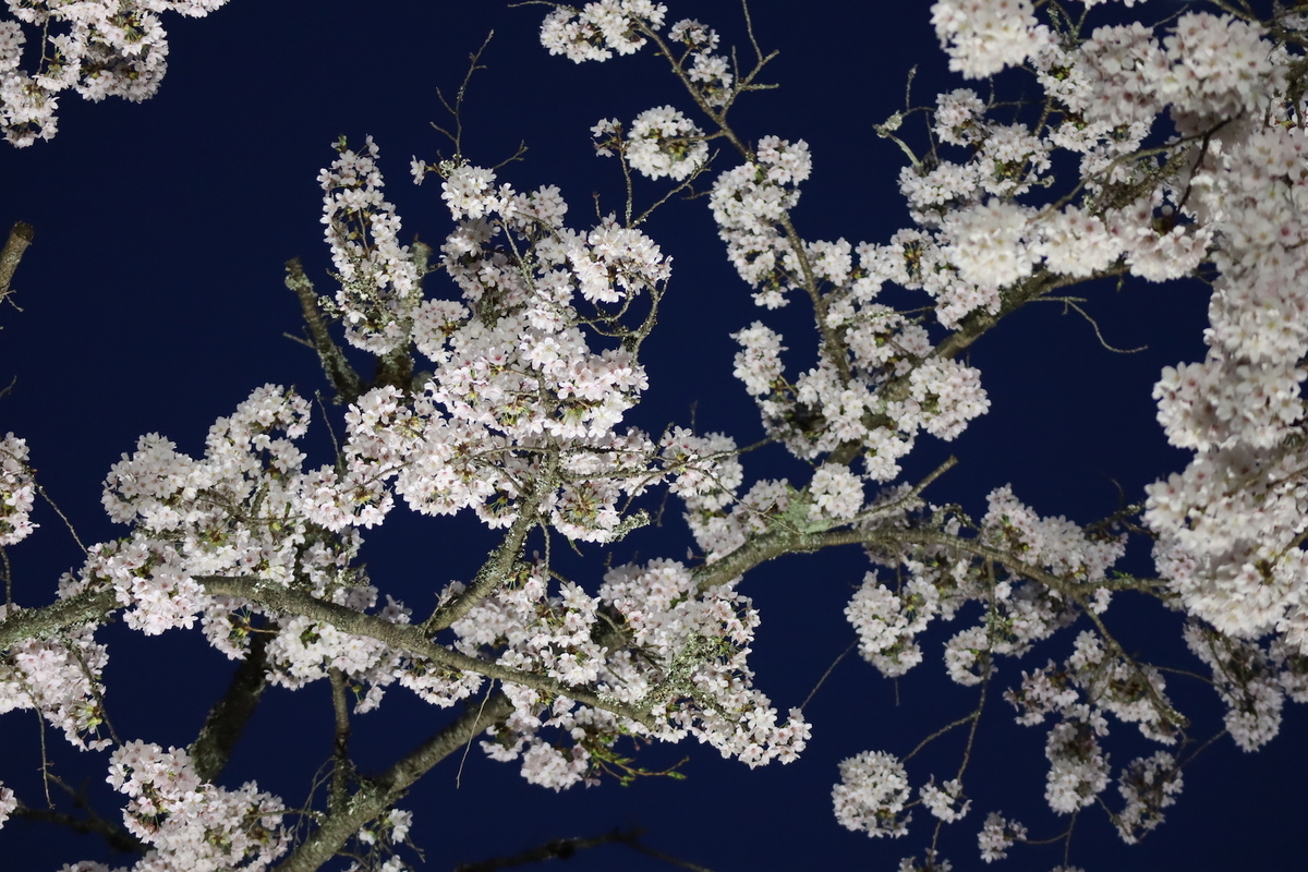 原発事故を乗り越えて美しく咲き誇る「夜の森の桜並木」(福島県富岡町) - ふくしま桜旅