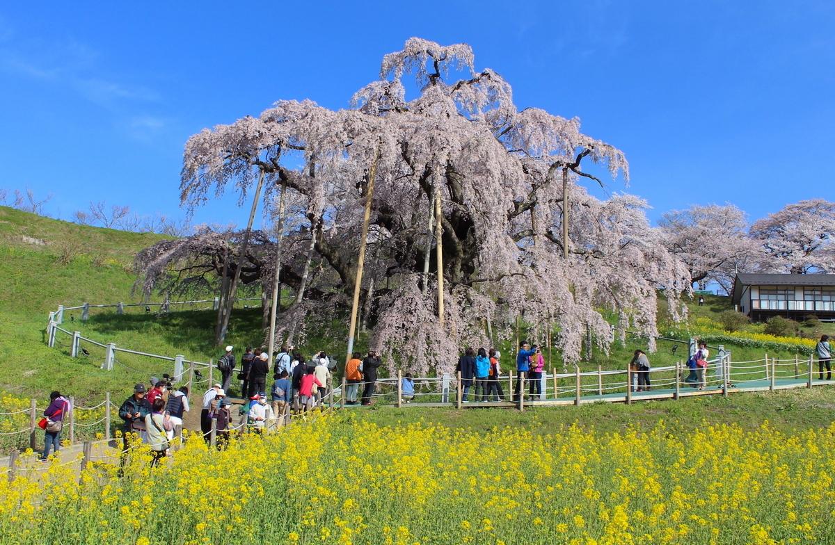 悠久の時を超えて咲き誇る日本三大桜「三春滝桜」（福島県三春町