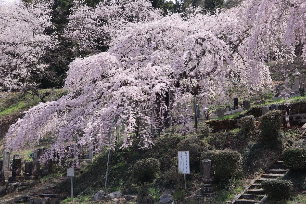 福島県二本松市街中の桜旅】城下町で古刹のしだれ桜や城跡の桜を楽しむ