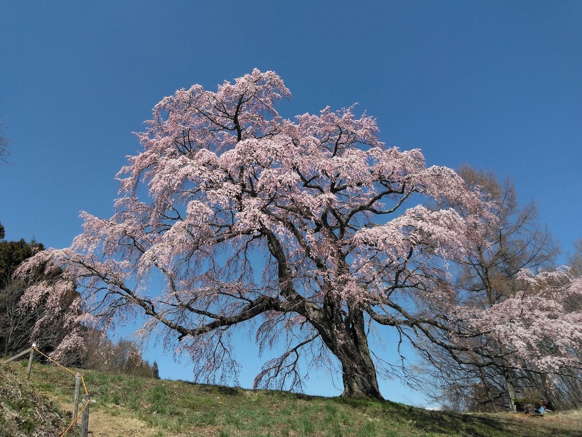 福島県郡山市中田町の桜旅】「紅枝垂地蔵ザクラ」など一本桜の名木の