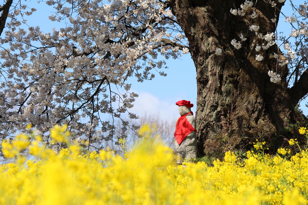 福島県二本松市郊外の桜旅】定番から穴場まで多彩な桜スポットが点在