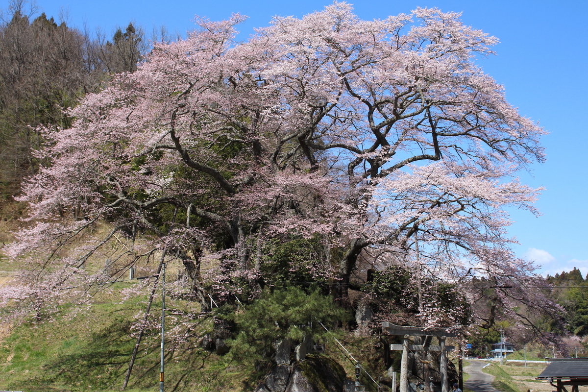 福島県二本松市郊外の桜旅】定番から穴場まで多彩な桜スポットが点在
