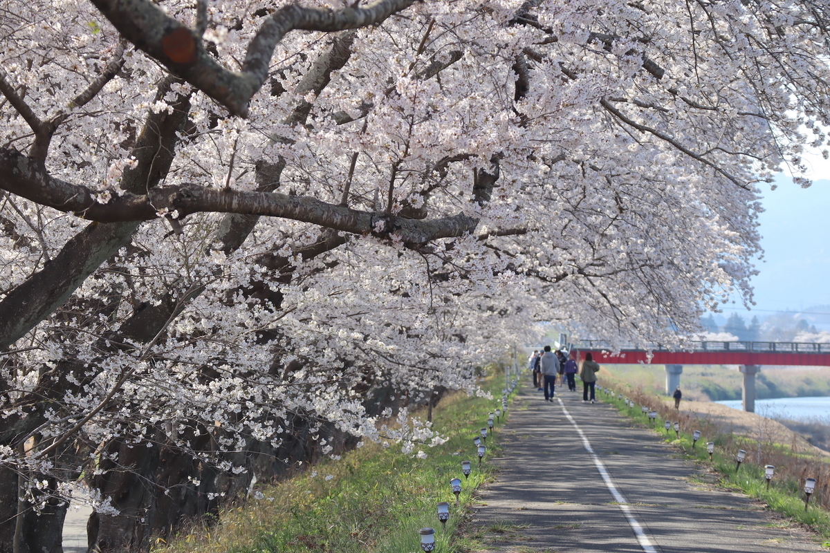 原発事故による避難を乗り越えて咲き誇る、川沿いの美しい桜並木