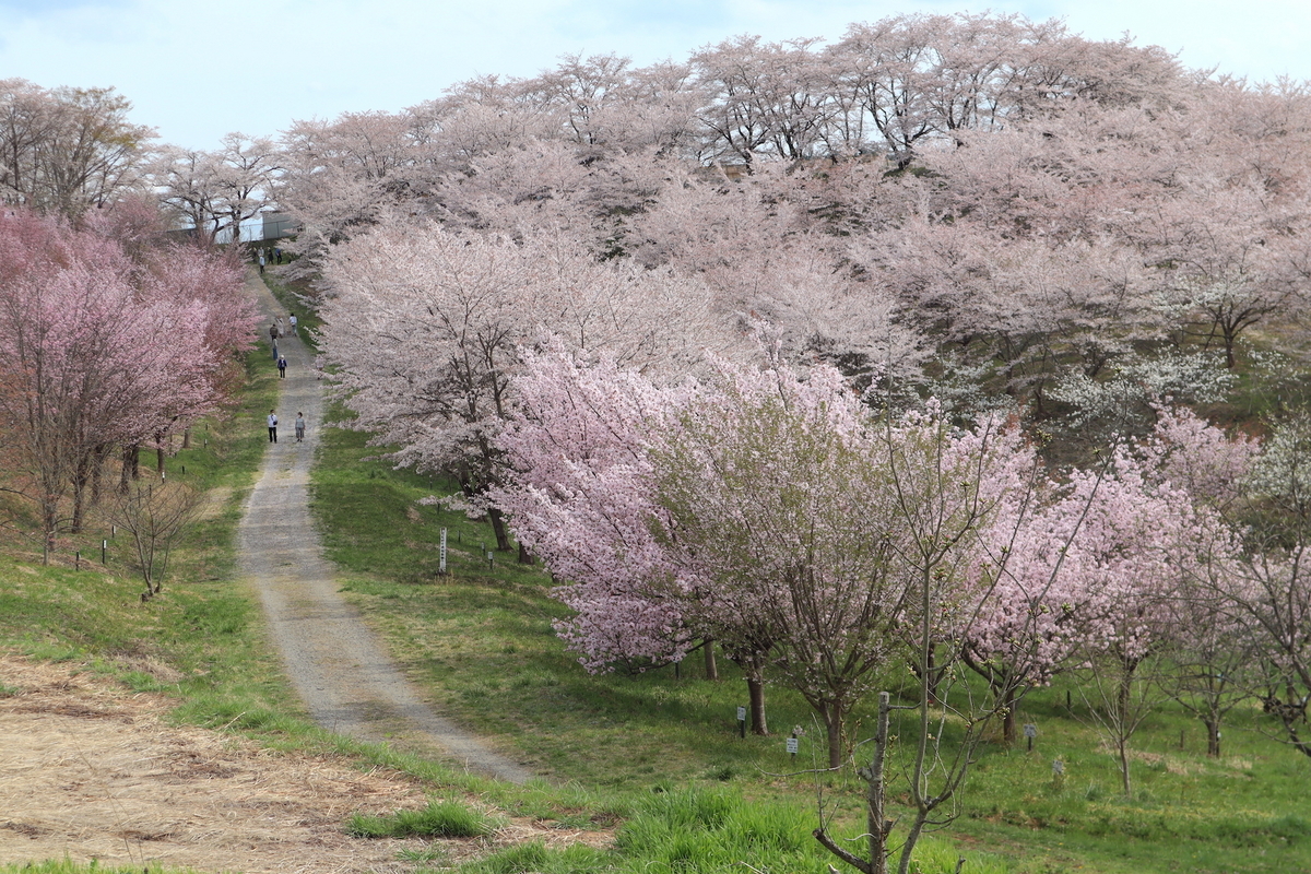 桜の里親と地元住民の想いがつくり出した美しい千本桜の風景