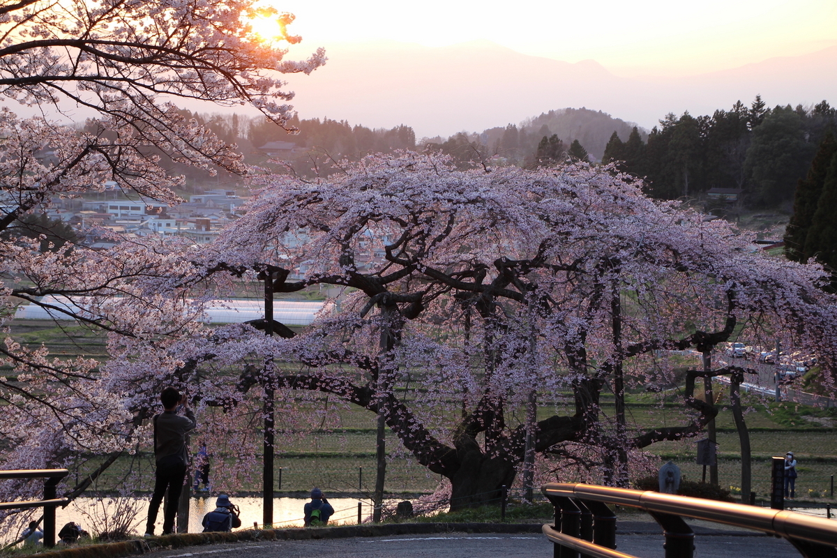 残雪の安達太良山を背景に咲く一本桜。“名もなき桜”が地域の象徴に