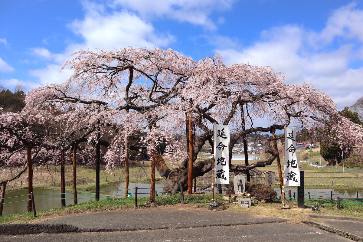 残雪の安達太良山を背景に咲く一本桜。“名もなき桜”が地域の象徴に