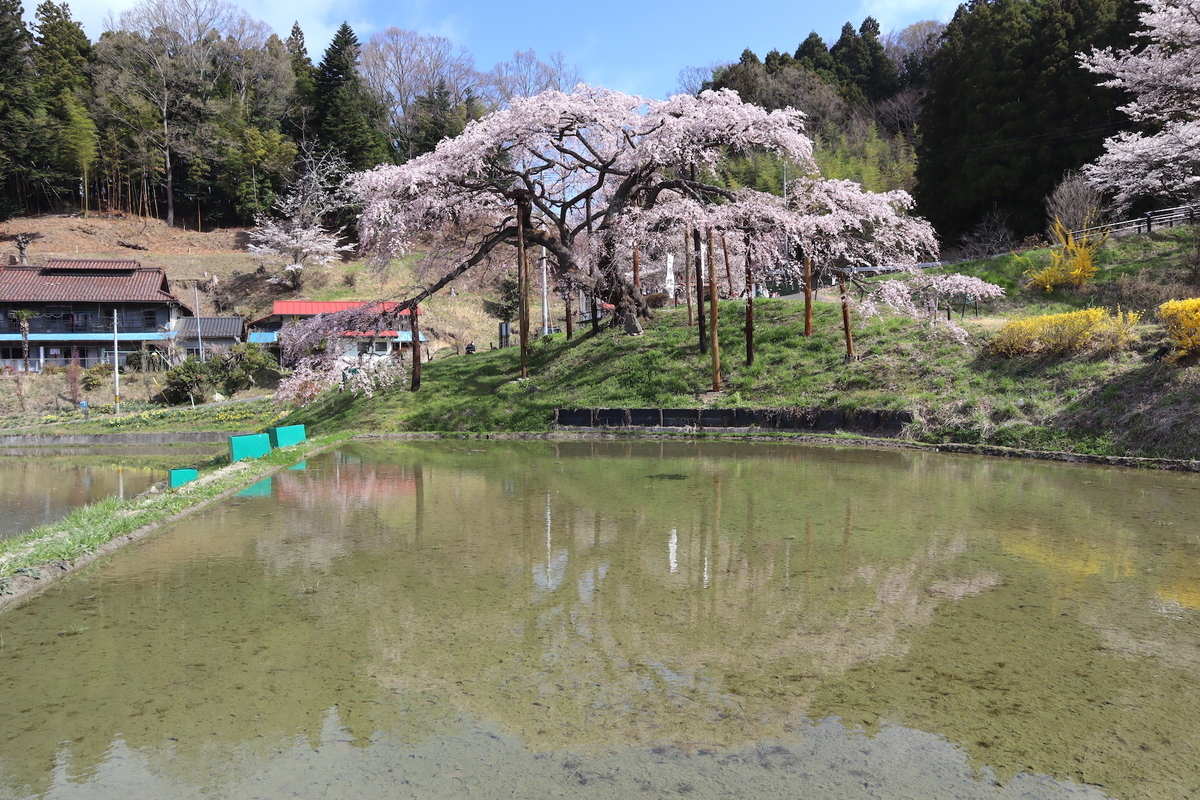 残雪の安達太良山を背景に咲く一本桜。“名もなき桜”が地域の象徴に