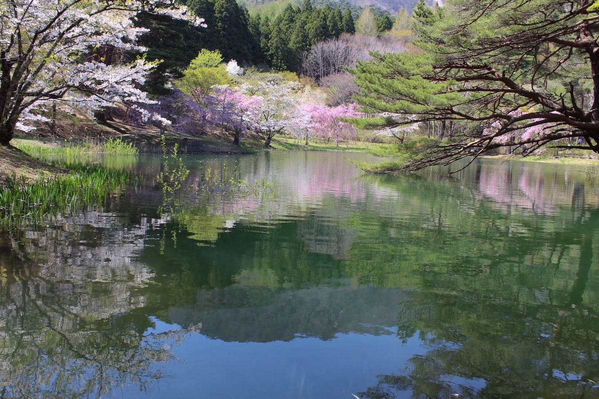 リフレクションが美しい、福島県の「水鏡桜」10選 - ふくしま桜旅