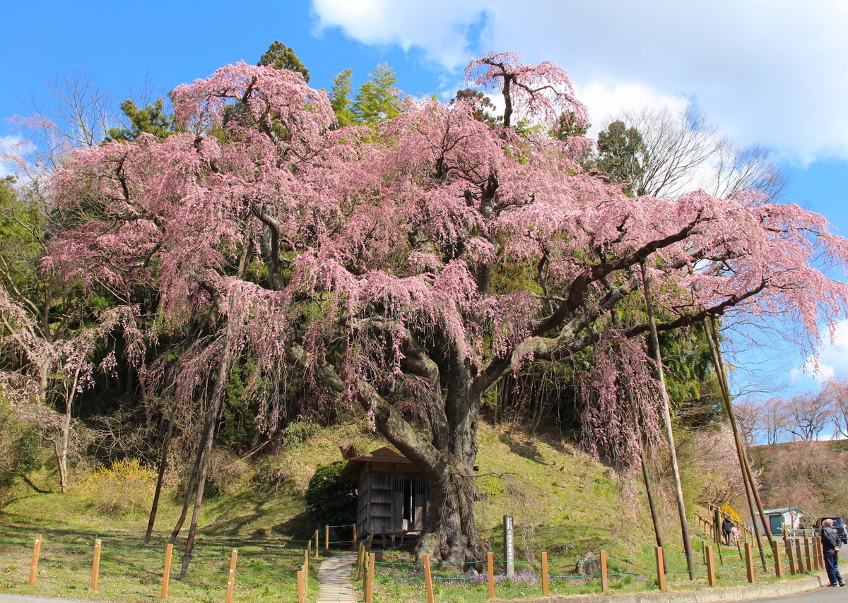 日本三大桜・三春滝桜の子孫、福島県の「滝桜ファミリー」16選