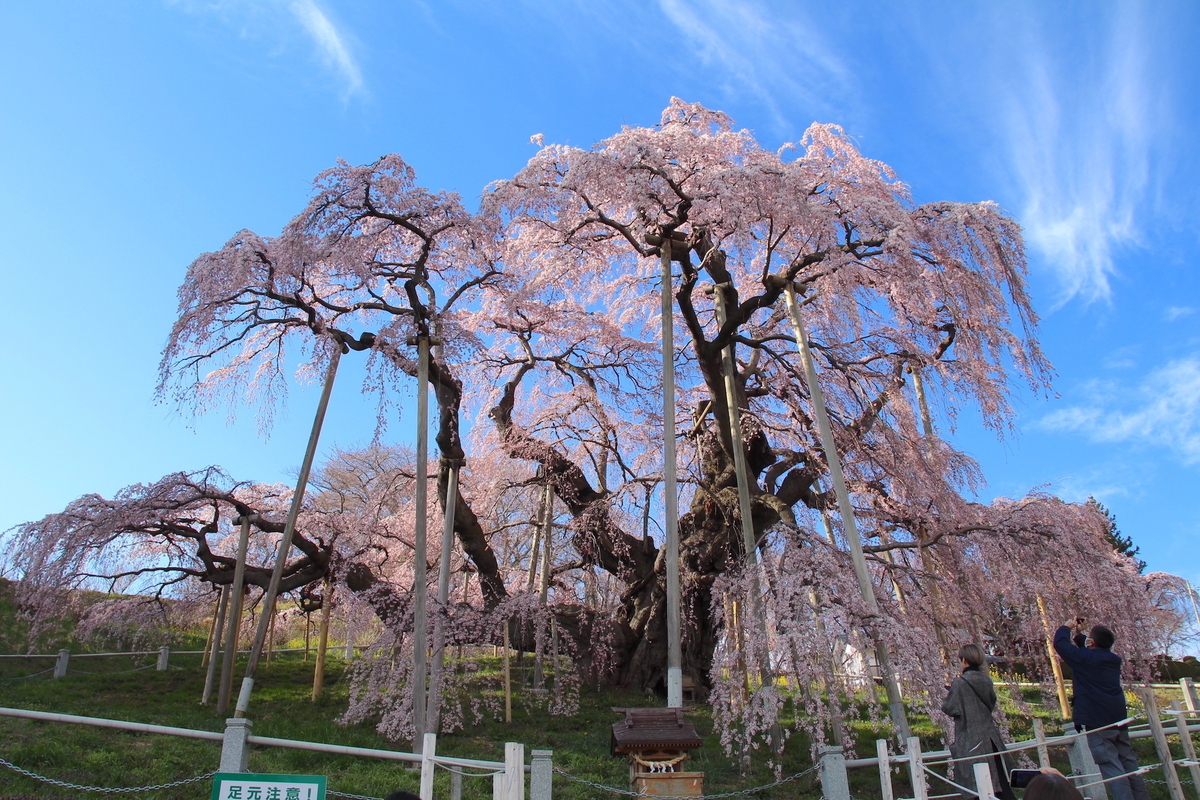 日本三大桜・三春滝桜の子孫、福島県の「滝桜ファミリー」16選