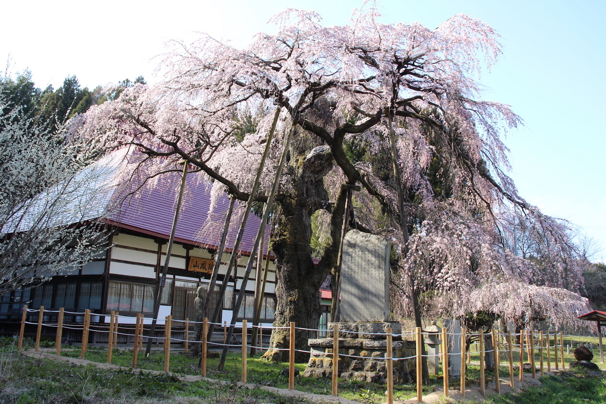日本三大桜・三春滝桜の子孫、福島県の「滝桜ファミリー」16選