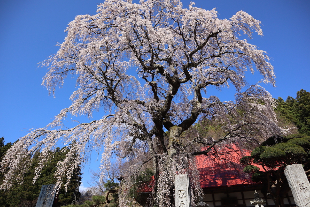 日本三大桜・三春滝桜の子孫、福島県の「滝桜ファミリー」16選 