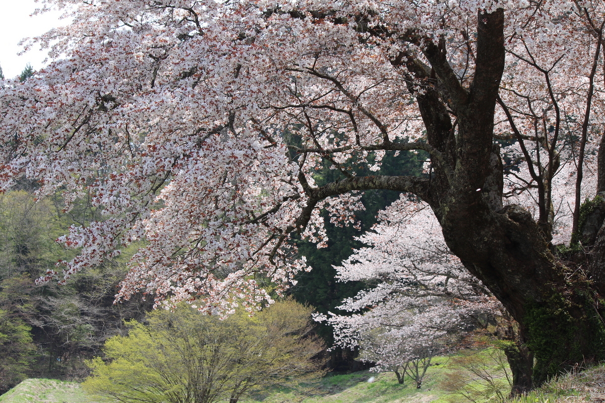 風情たっぷり、福島県の絶景「山桜スポット」7選 - ふくしま桜旅