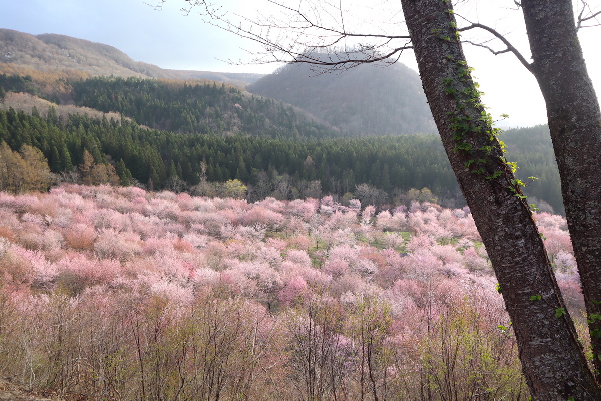 現品 山桜 特大苗 2mほど 山採り サクラ(桜) 山桜(ヤマザクラ)の地掘大苗 -