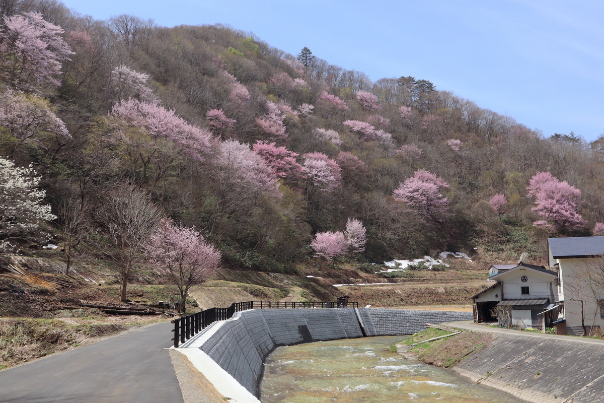 桜散る 桜散る – くまっぷねっと