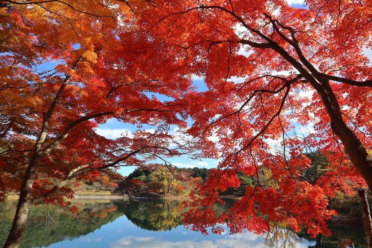 紅葉に彩ろられた田舎家 紅葉に彩ろられた田舎家 【公式通販】