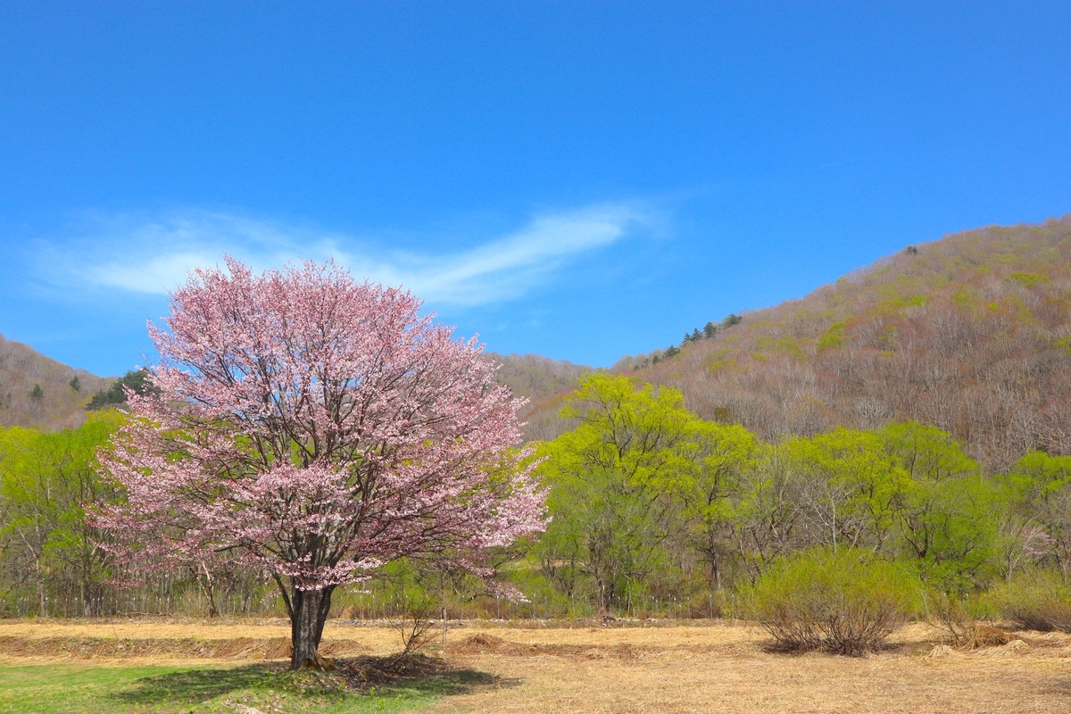 風情たっぷり、福島県の絶景「山桜スポット」7選 - ふくしま桜旅
