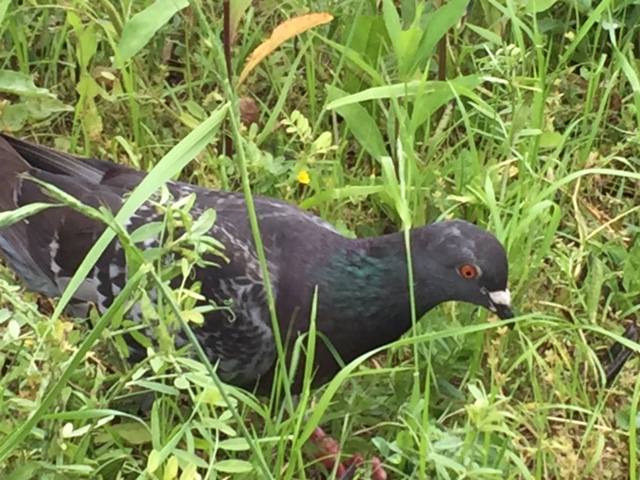 f:id:gothefulldistance:20170514161543j:plain