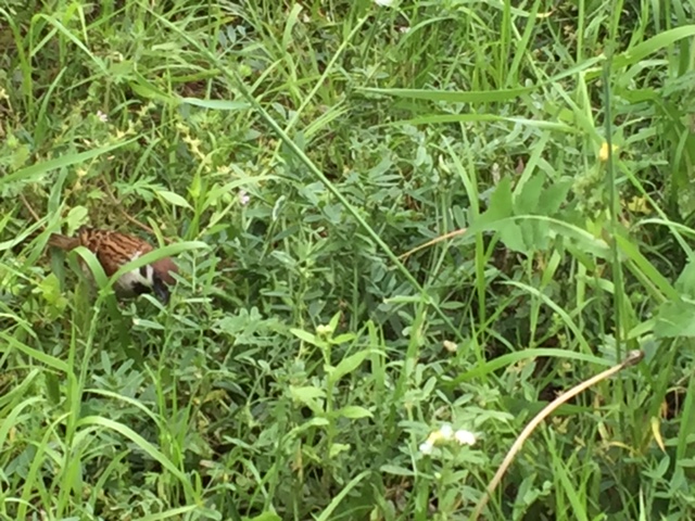 f:id:gothefulldistance:20170514163718j:plain