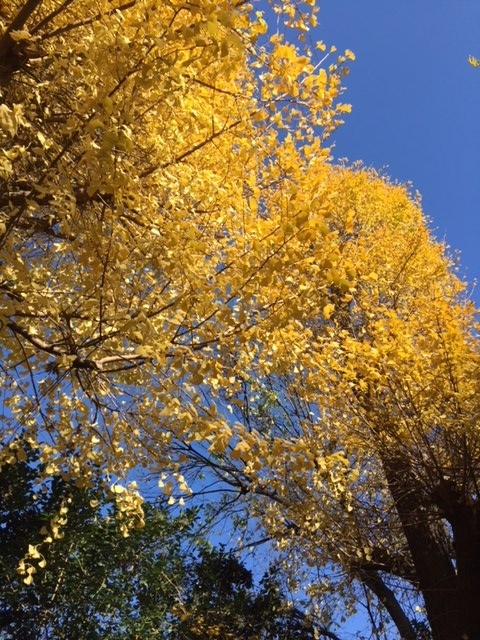 f:id:gothefulldistance:20171210145412j:plain