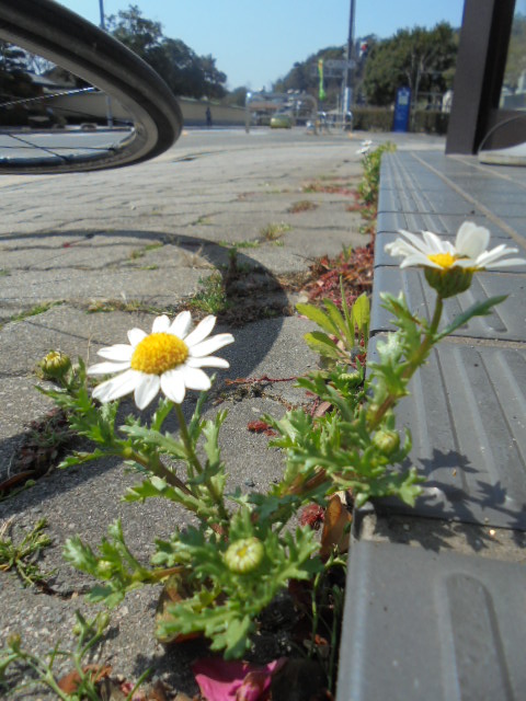 イメージ 8