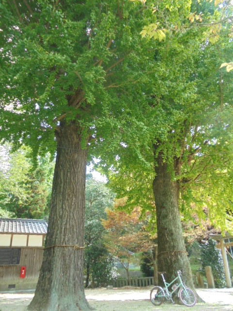 イメージ 10
