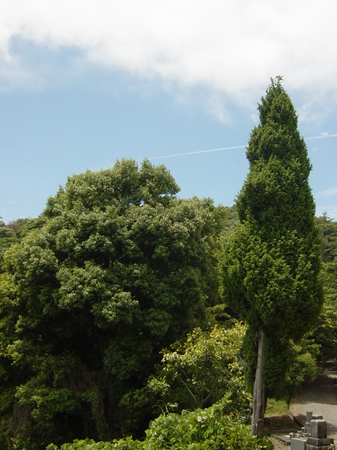 イメージ 5